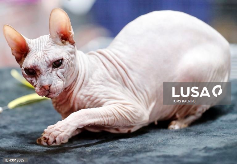 Letónia: Exposição Internacional de Cães e Gatos de Raça Pura em Riga