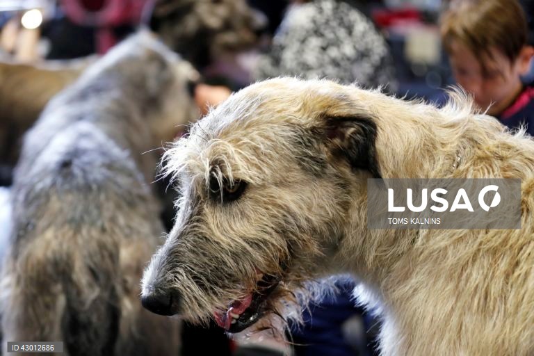 Letónia: Exposição Internacional de Cães e Gatos de Raça Pura em Riga