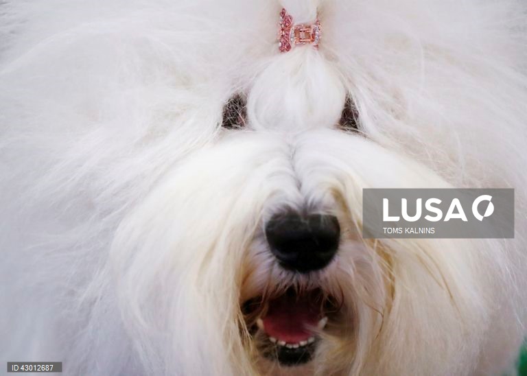 Letónia: Exposição Internacional de Cães e Gatos de Raça Pura em Riga