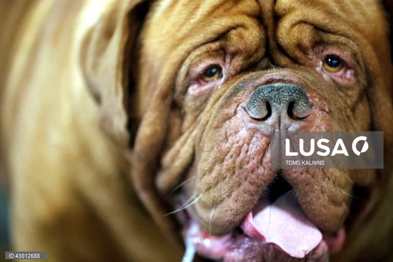 Letónia: Exposição Internacional de Cães e Gatos de Raça Pura em Riga