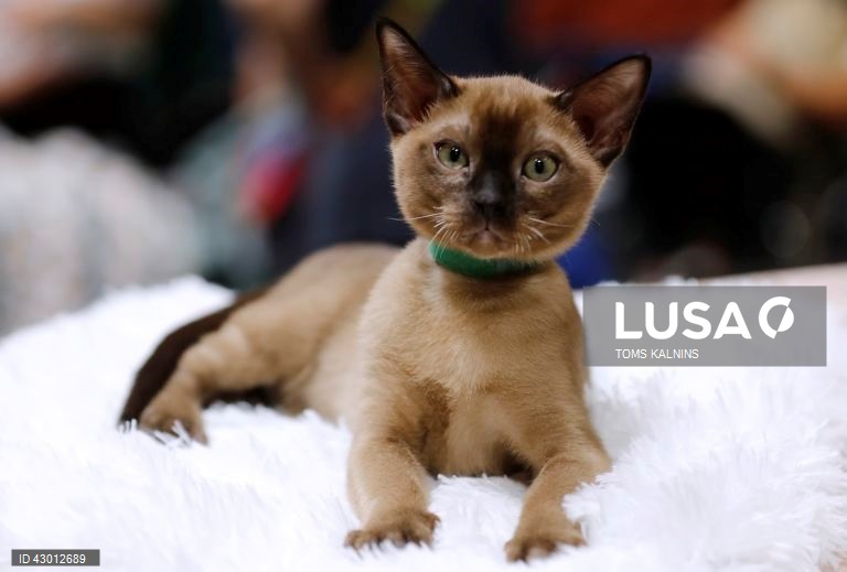 Letónia: Exposição Internacional de Cães e Gatos de Raça Pura em Riga