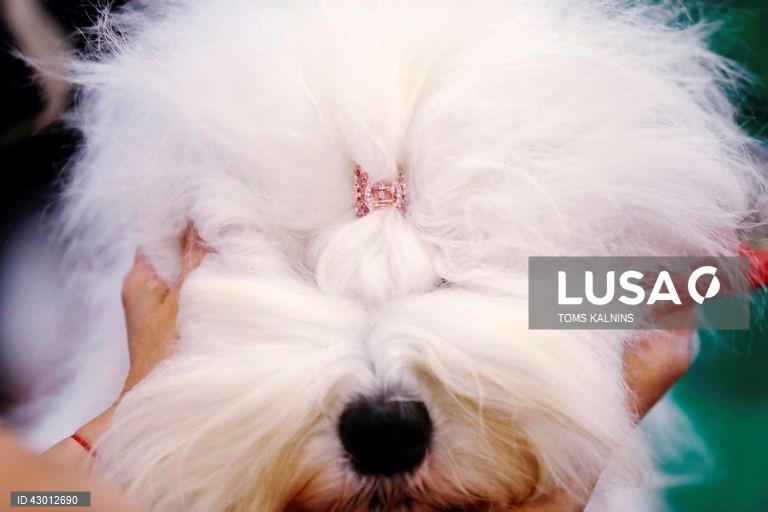 Letónia: Exposição Internacional de Cães e Gatos de Raça Pura em Riga