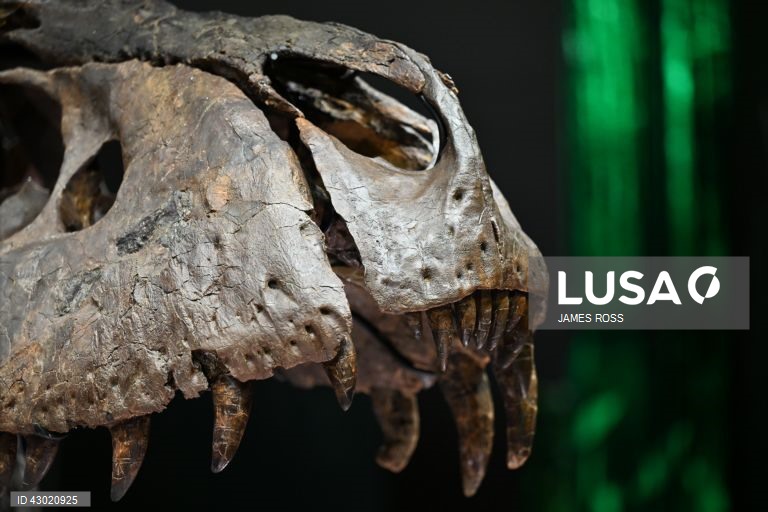 Austrália: Exposição Victoria T. Rex em Melbourne