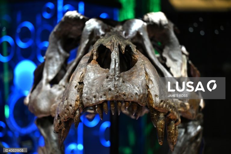 Austrália: Exposição Victoria T. Rex em Melbourne