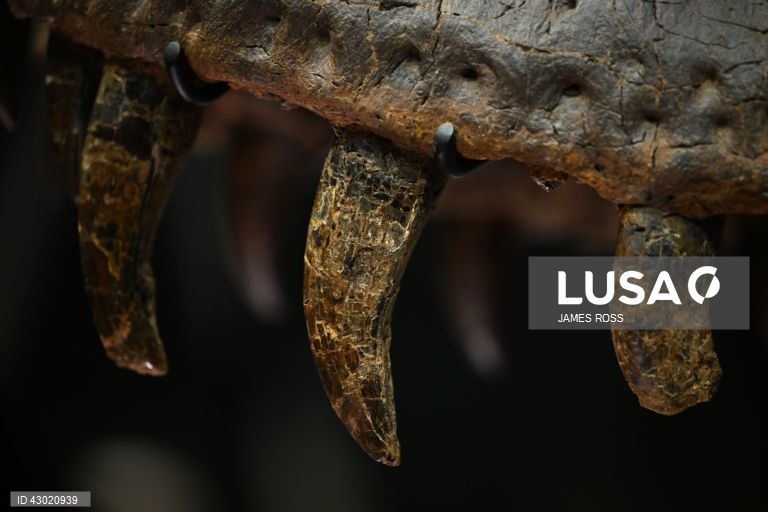 Austrália: Exposição Victoria T. Rex em Melbourne