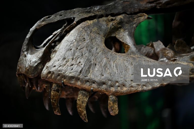 Austrália: Exposição Victoria T. Rex em Melbourne