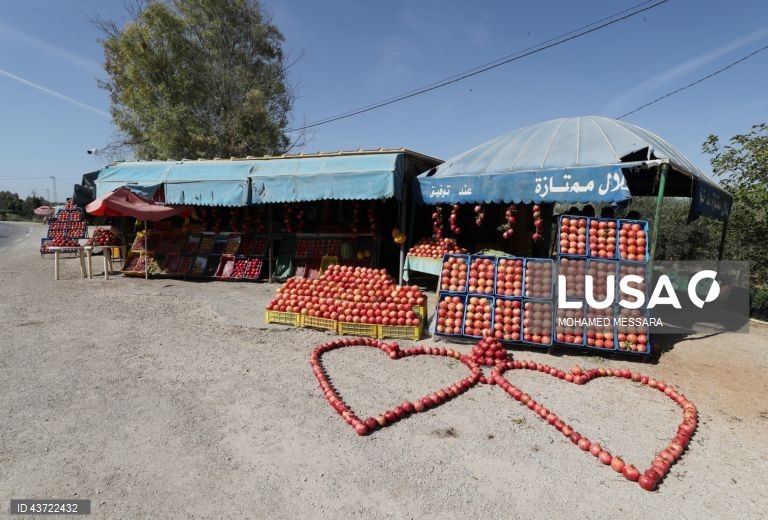 Colheita de romãs na Tunísia
