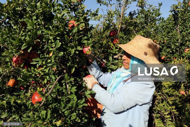 Colheita de romãs na Tunísia