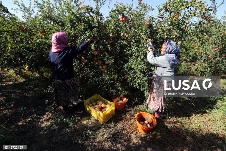 Colheita de romãs na Tunísia