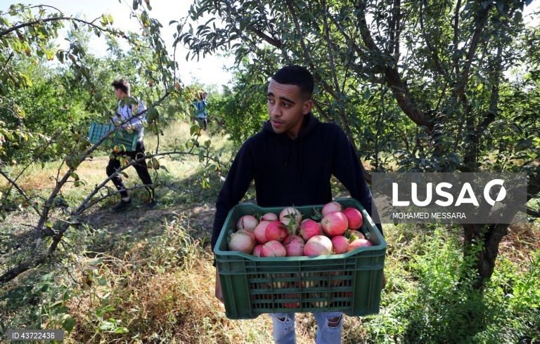 Colheita de romãs na Tunísia