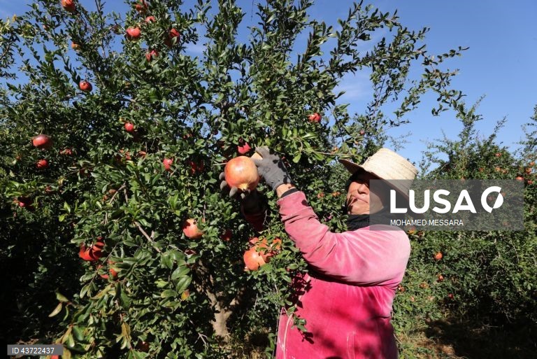 Colheita de romãs na Tunísia