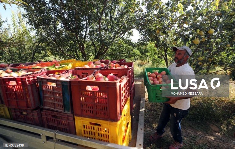 Colheita de romãs na Tunísia