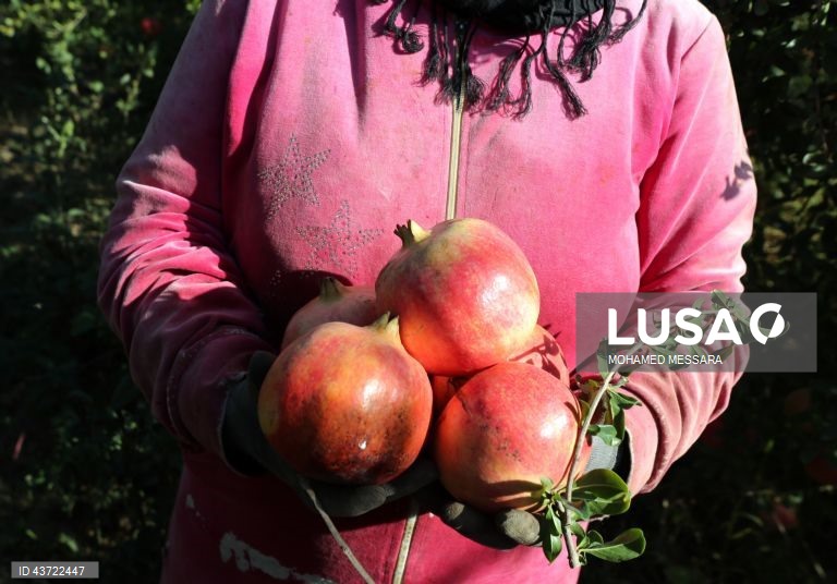 Colheita de romãs na Tunísia