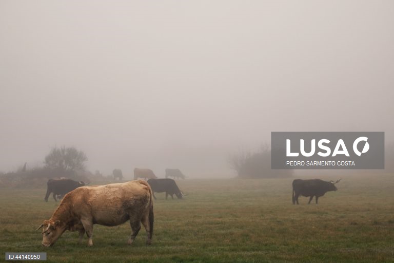 Frio em Vila Pouca de Aguiar