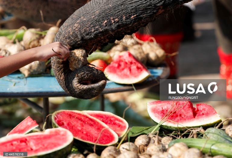 Tailândia assinala o Dia Nacional do Elefante