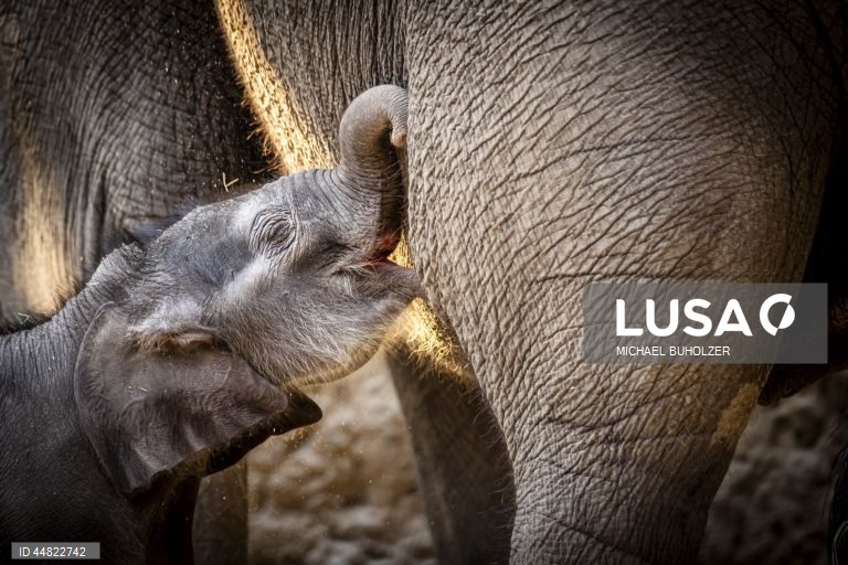 Cria de elefante Zali nasce no Jardim Zoológico de Zurique.
