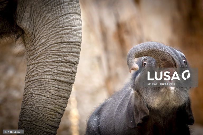 Cria de elefante Zali nasce no Jardim Zoológico de Zurique.