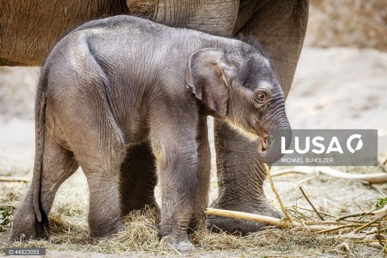 Cria de elefante Zali nasce no Jardim Zoológico de Zurique.