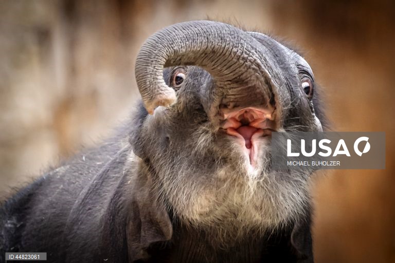 Cria de elefante Zali nasce no Jardim Zoológico de Zurique.