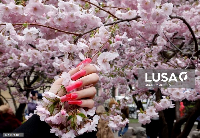 Rússia: Cerejeiras em flor em São Petersburgo