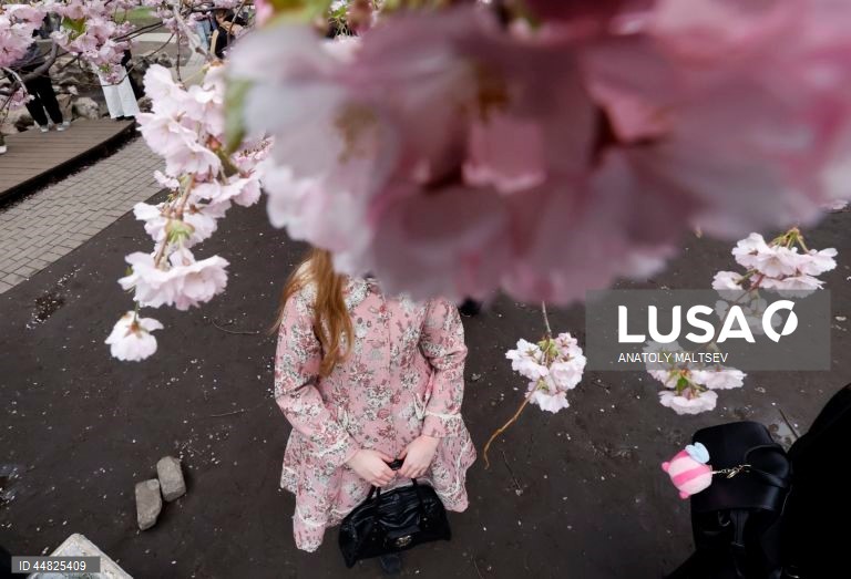 Rússia: Cerejeiras em flor em São Petersburgo