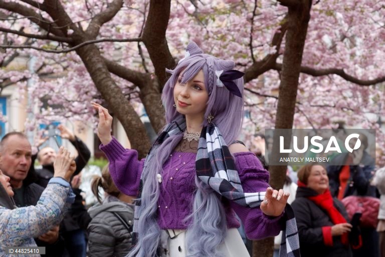 Rússia: Cerejeiras em flor em São Petersburgo