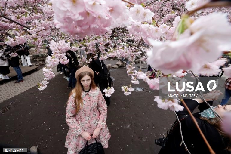 Rússia: Cerejeiras em flor em São Petersburgo