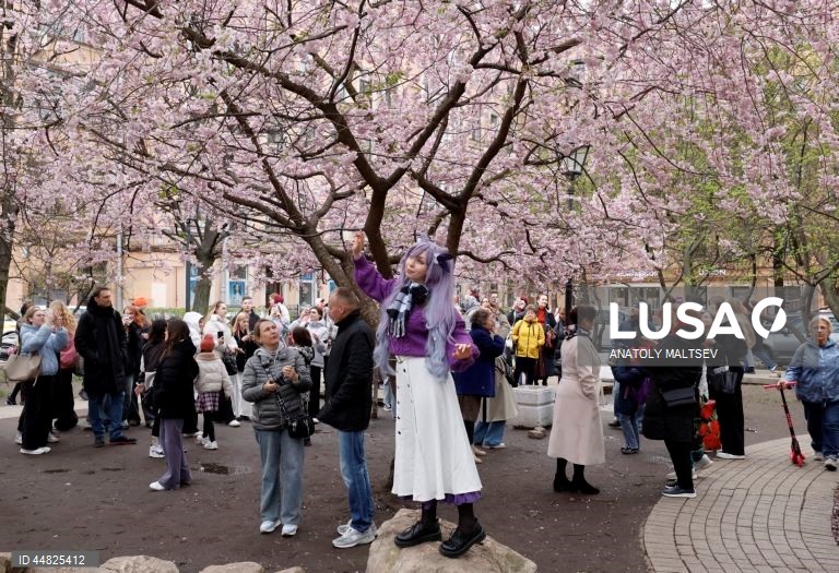 Rússia: Cerejeiras em flor em São Petersburgo