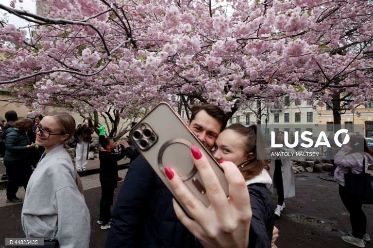 Rússia: Cerejeiras em flor em São Petersburgo