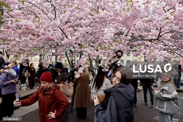 Rússia: Cerejeiras em flor em São Petersburgo