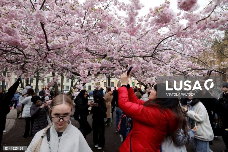 Rússia: Cerejeiras em flor em São Petersburgo