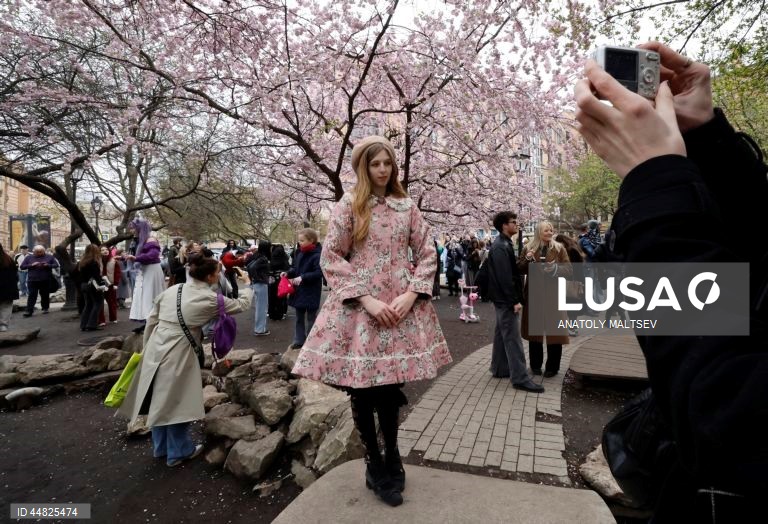 Rússia: Cerejeiras em flor em São Petersburgo