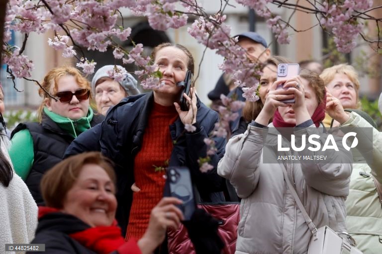 Rússia: Cerejeiras em flor em São Petersburgo