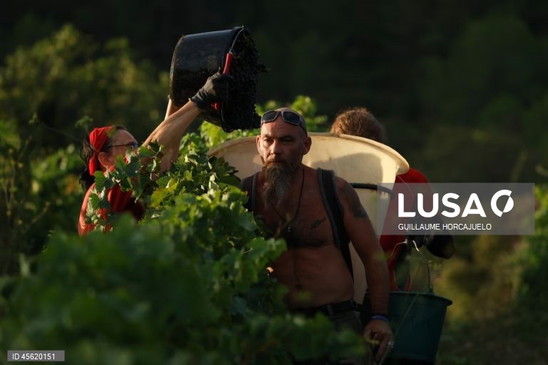 A vindima começou mais cedo em agosto nas regiões do sul de França este ano, devido às condições meteorológicas favoráveis durante os meses de verão, que levaram ao rápido amadurecimento das variedades de uvas.