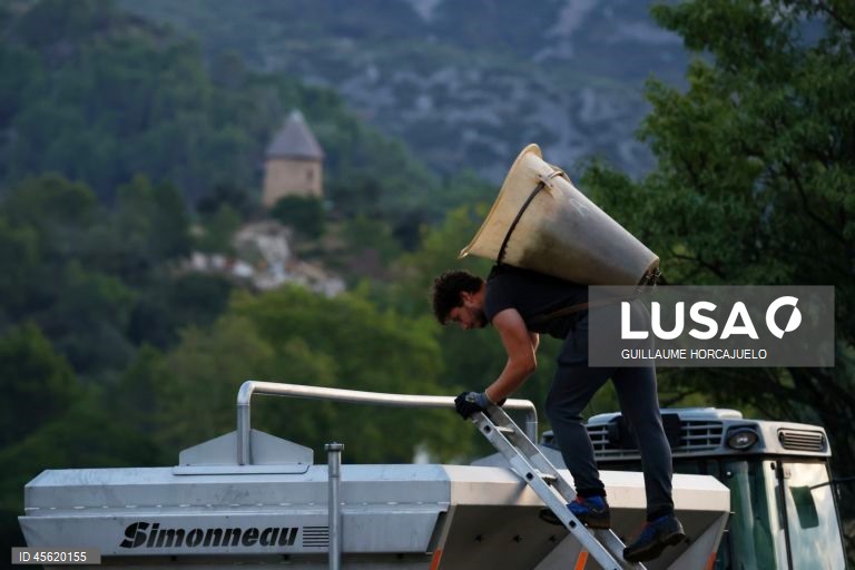 A vindima começou mais cedo em agosto nas regiões do sul de França este ano, devido às condições meteorológicas favoráveis durante os meses de verão, que levaram ao rápido amadurecimento das variedades de uvas.