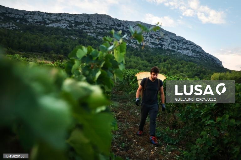 A vindima começou mais cedo em agosto nas regiões do sul de França este ano, devido às condições meteorológicas favoráveis durante os meses de verão, que levaram ao rápido amadurecimento das variedades de uvas.