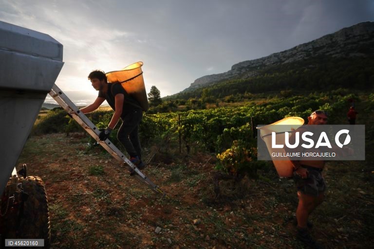 A vindima começou mais cedo em agosto nas regiões do sul de França este ano, devido às condições meteorológicas favoráveis durante os meses de verão, que levaram ao rápido amadurecimento das variedades de uvas.