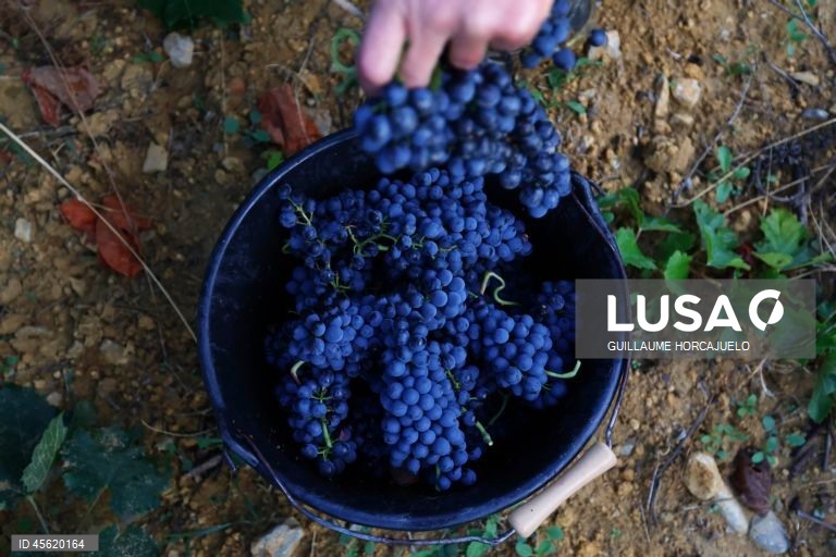 A vindima começou mais cedo em agosto nas regiões do sul de França este ano, devido às condições meteorológicas favoráveis durante os meses de verão, que levaram ao rápido amadurecimento das variedades de uvas.