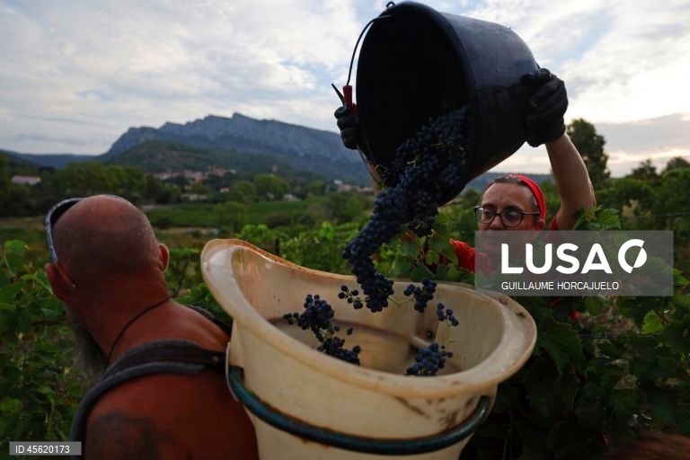 A vindima começou mais cedo em agosto nas regiões do sul de França este ano, devido às condições meteorológicas favoráveis durante os meses de verão, que levaram ao rápido amadurecimento das variedades de uvas.