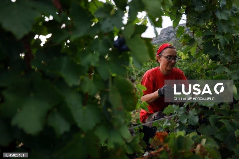A vindima começou mais cedo em agosto nas regiões do sul de França este ano, devido às condições meteorológicas favoráveis durante os meses de verão, que levaram ao rápido amadurecimento das variedades de uvas.