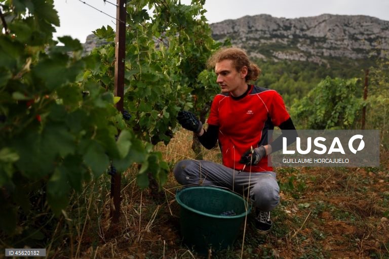 A vindima começou mais cedo em agosto nas regiões do sul de França este ano, devido às condições meteorológicas favoráveis durante os meses de verão, que levaram ao rápido amadurecimento das variedades de uvas.