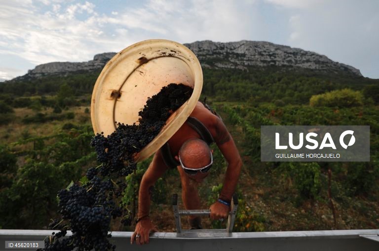 A vindima começou mais cedo em agosto nas regiões do sul de França este ano, devido às condições meteorológicas favoráveis durante os meses de verão, que levaram ao rápido amadurecimento das variedades de uvas.