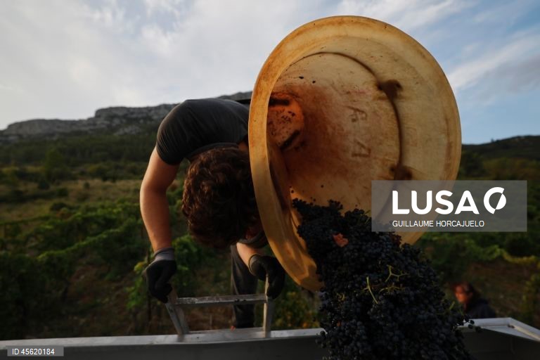 A vindima começou mais cedo em agosto nas regiões do sul de França este ano, devido às condições meteorológicas favoráveis durante os meses de verão, que levaram ao rápido amadurecimento das variedades de uvas.