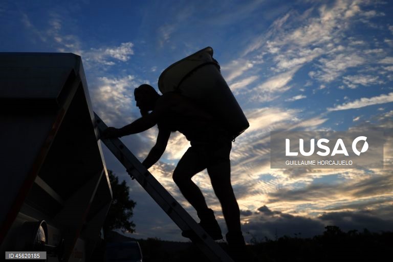 A vindima começou mais cedo em agosto nas regiões do sul de França este ano, devido às condições meteorológicas favoráveis durante os meses de verão, que levaram ao rápido amadurecimento das variedades de uvas.