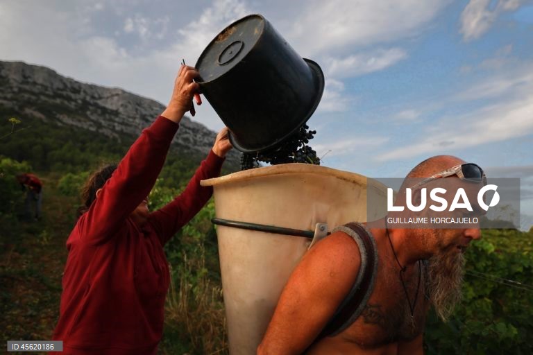 A vindima começou mais cedo em agosto nas regiões do sul de França este ano, devido às condições meteorológicas favoráveis durante os meses de verão, que levaram ao rápido amadurecimento das variedades de uvas.