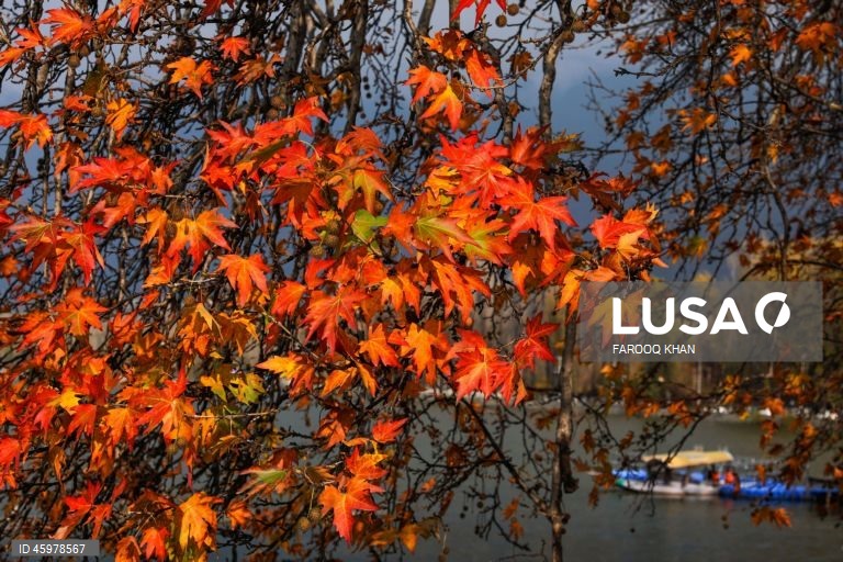 Índia: Quotidiano em Srinagar, Caxemira