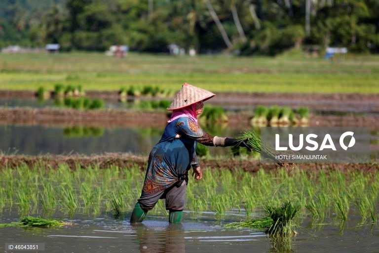 Indonésia: Início da época de plantação do arroz 