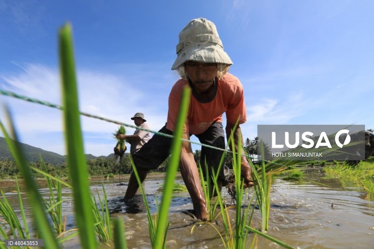 Indonésia: Início da época de plantação do arroz 