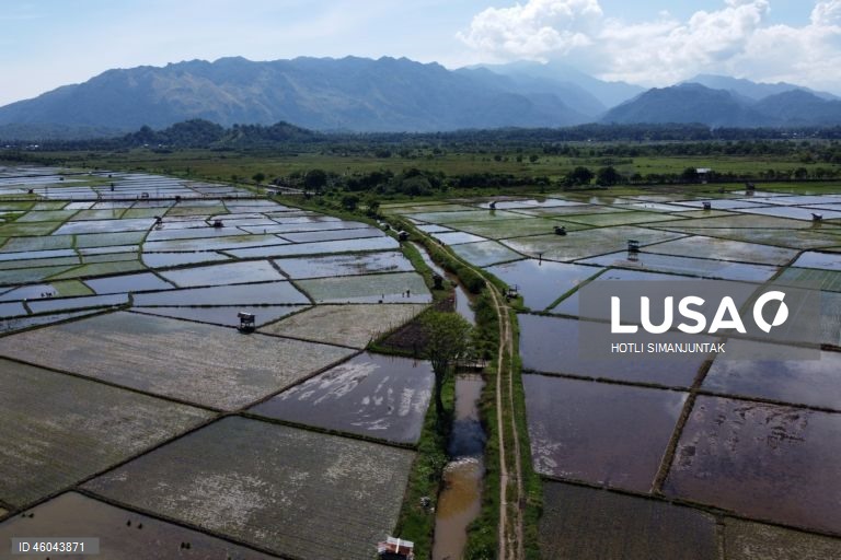 Indonésia: Início da época de plantação do arroz 