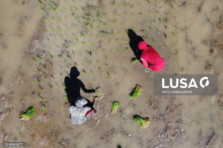 Indonésia: Início da época de plantação do arroz 